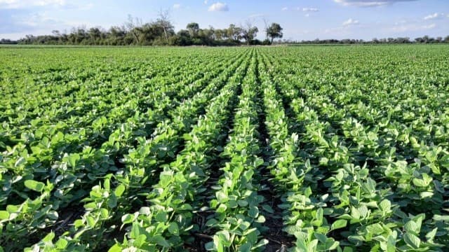 Paritaria y aumento de sueldo: cuánto ganará un trabajador rural en abril y mayo 2026